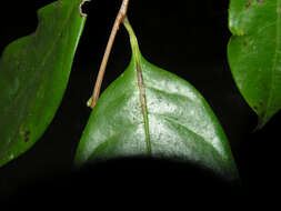 Image of Sarcaulus