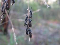 Image of Lasioglossum