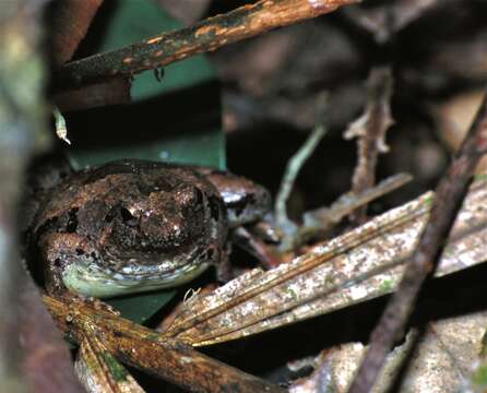 Image of rice frogs