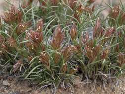 Image of desertgrass