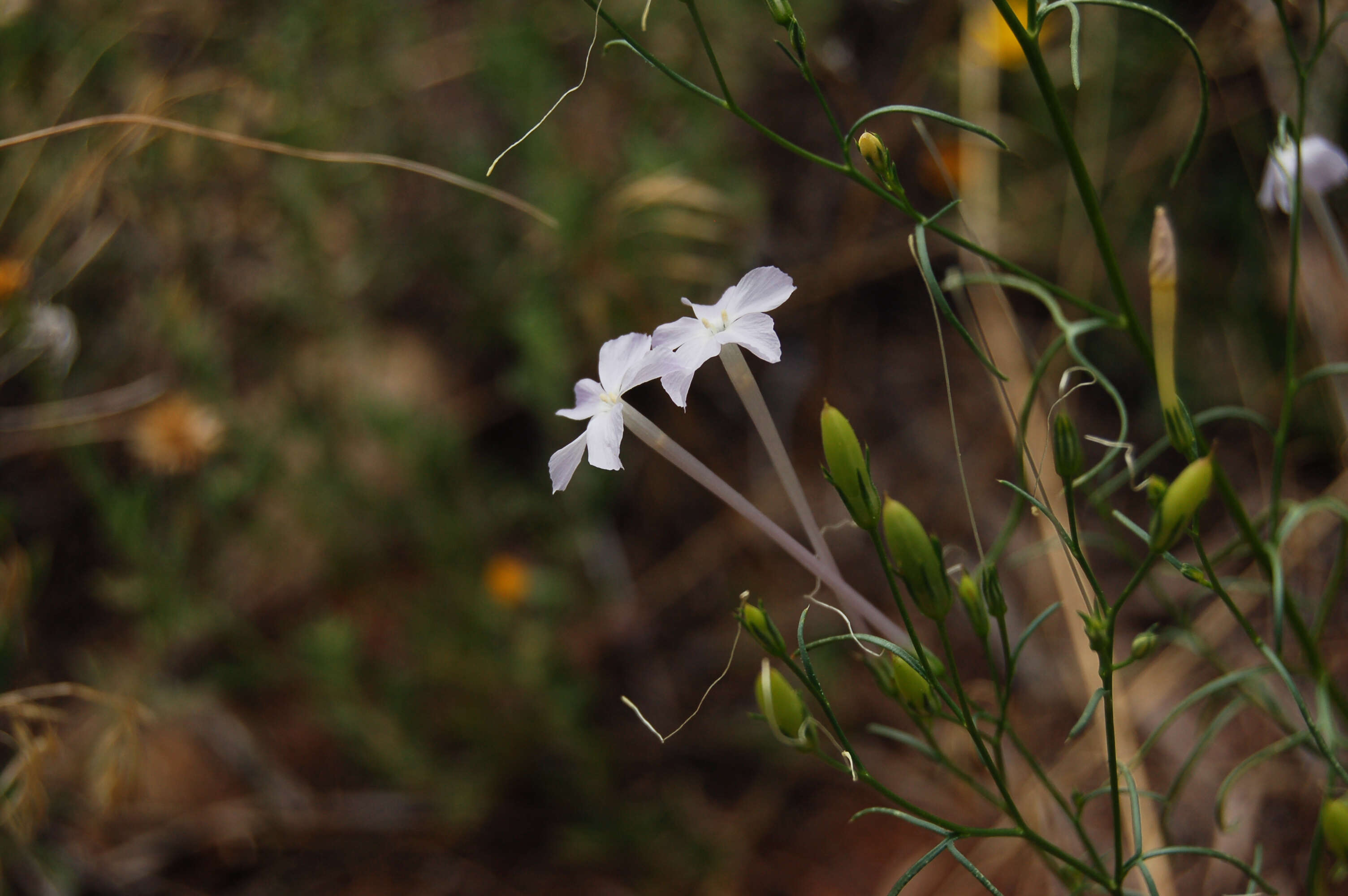 Image of flaxflowered ipomopsis