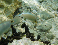 Image of Threespot wrasse