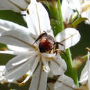 Image of Andrena sardoa Lepeletier 1841