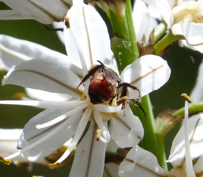 Andrena sardoa Lepeletier 1841 resmi