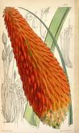 Image of Red hot poker