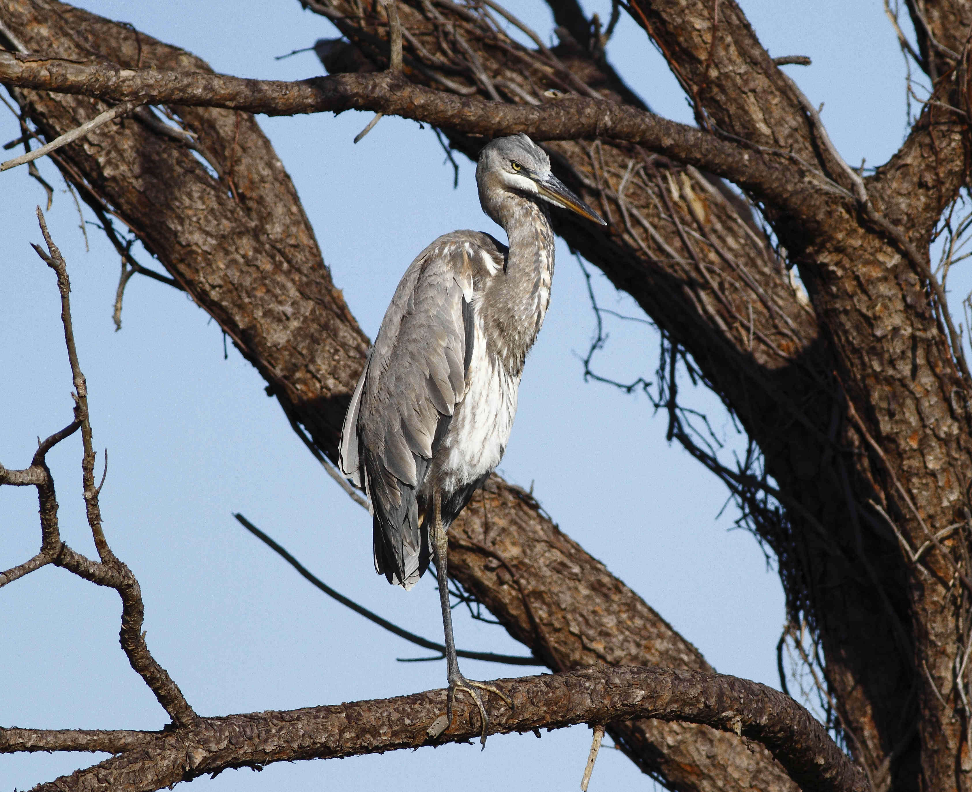 Image of Ardea Linnaeus 1758