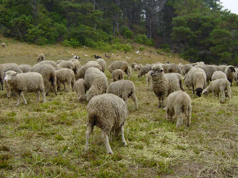 Image of Domestic Sheep