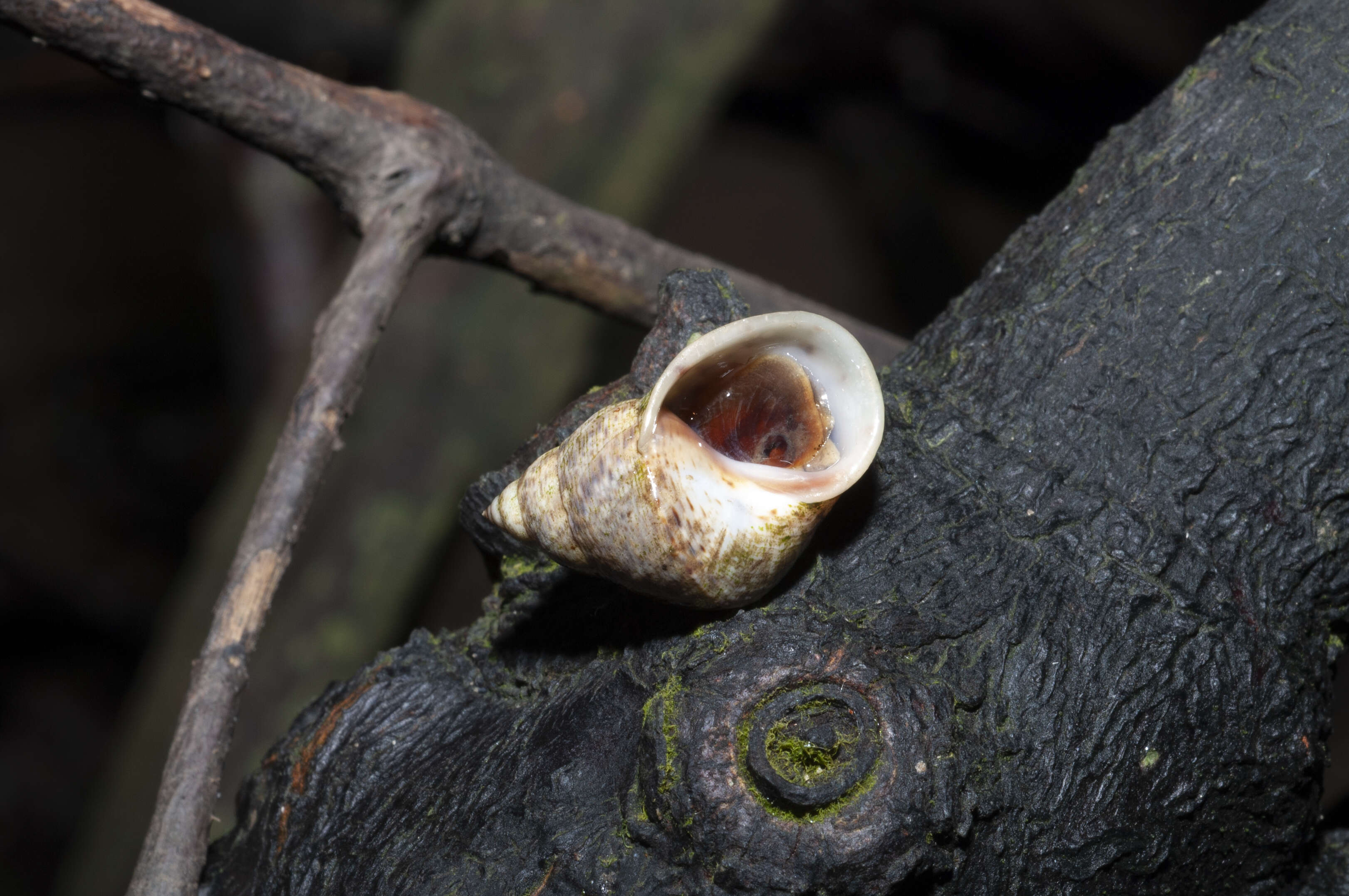 Image of Mangrove periwinkles