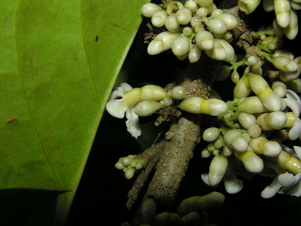 Image of Schlegelia parviflora (Oerst.) Monach.