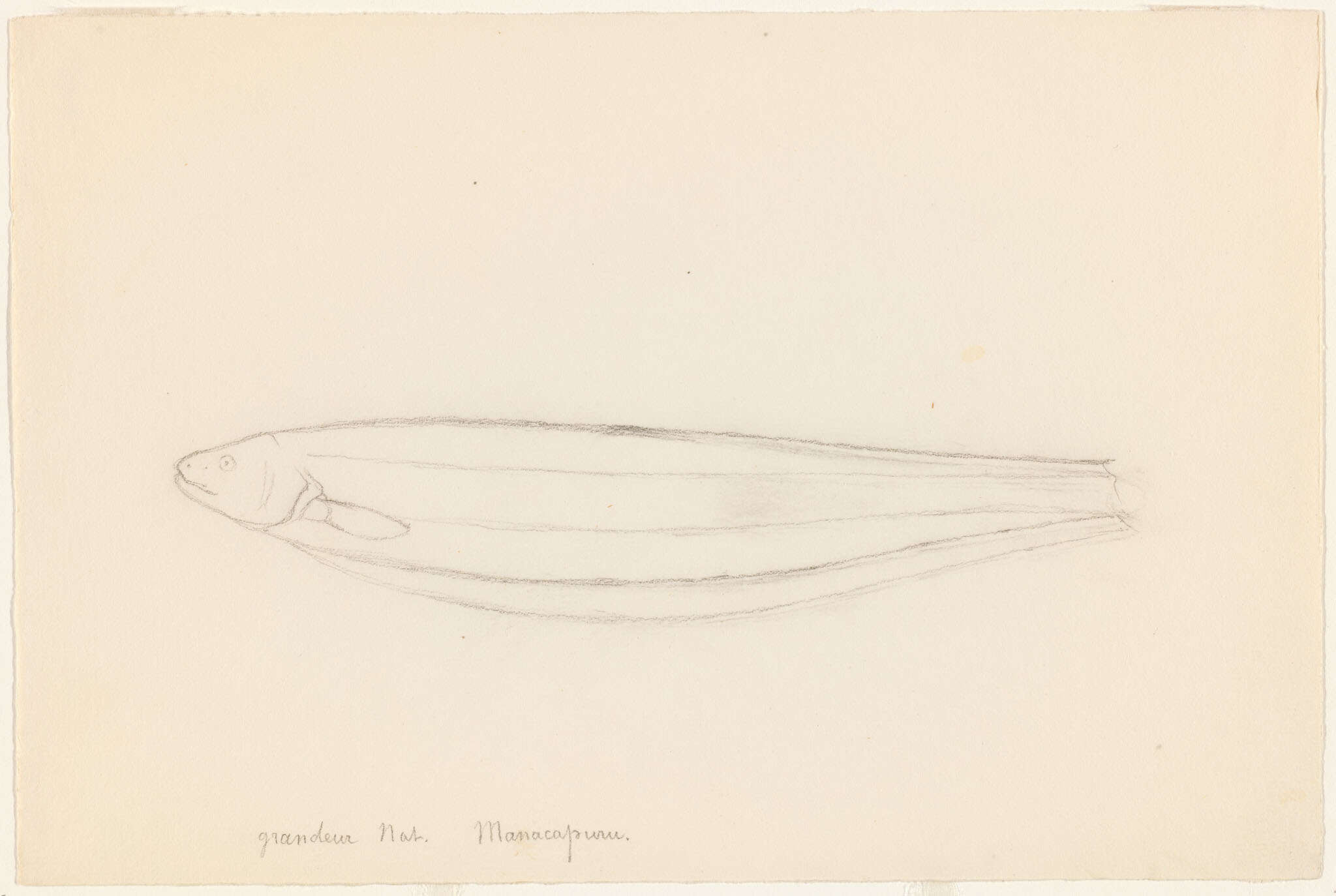 Image of ghost knifefishes