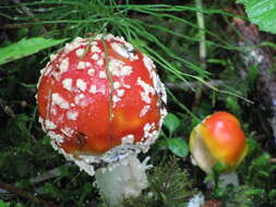 Image of Amanita