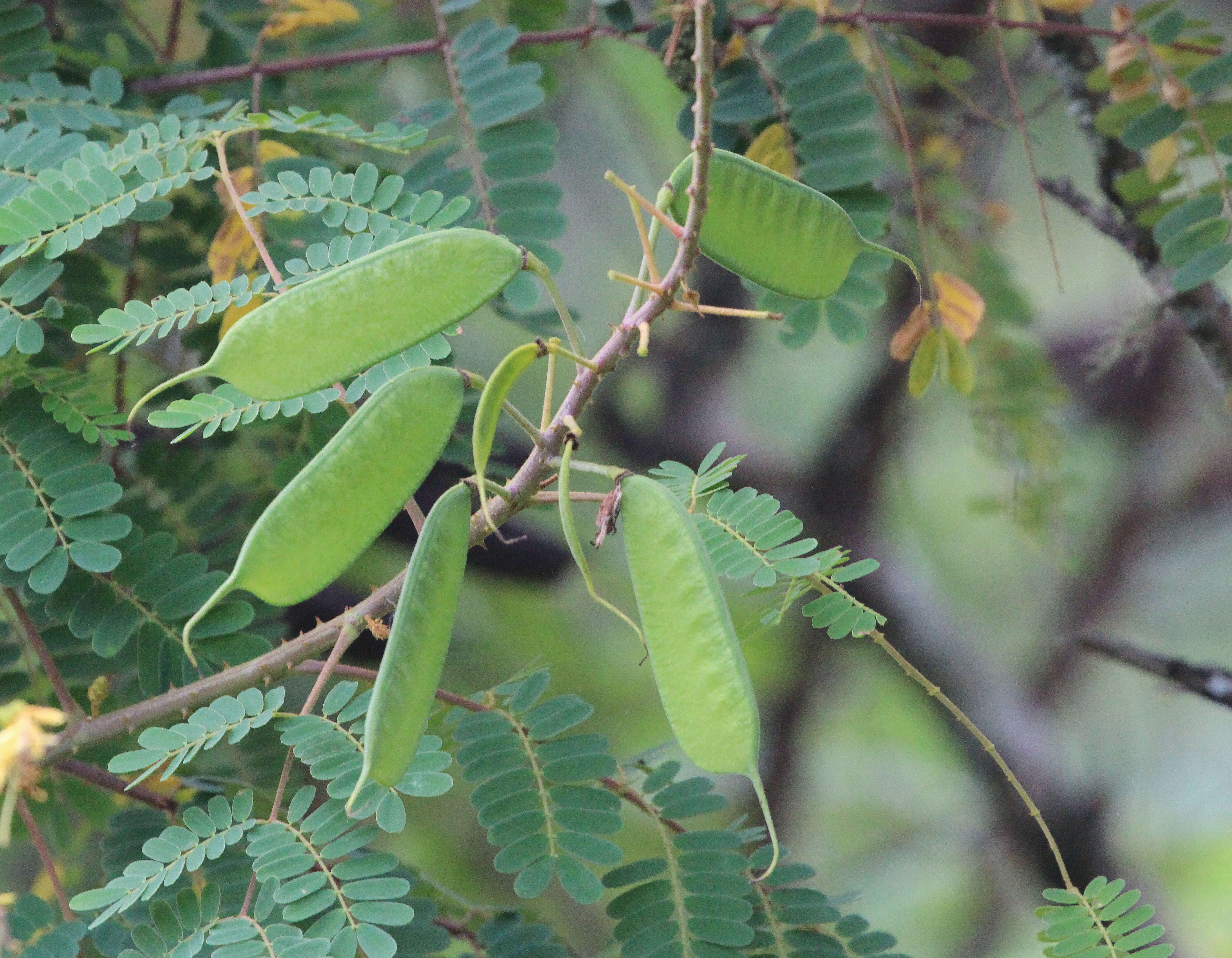 صورة Calpurnia aurea (Aiton) Benth.