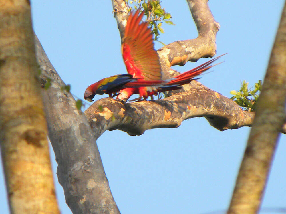 Image of Scarlet Macaw