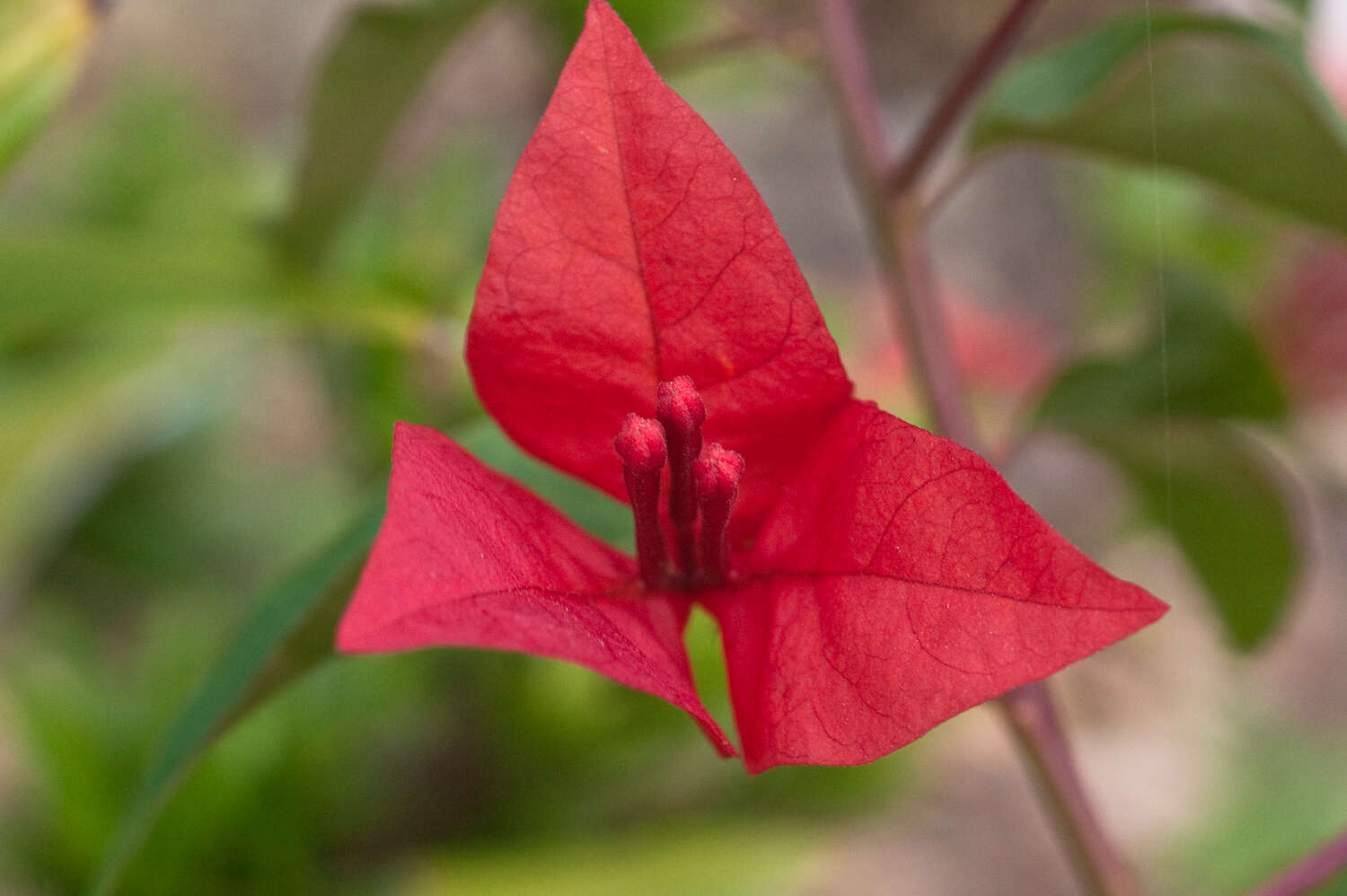 Image of bougainvillea