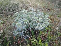 Imagem de Eryngium maritimum L.