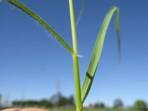 Image de Eragrostis alveiformis Lazarides