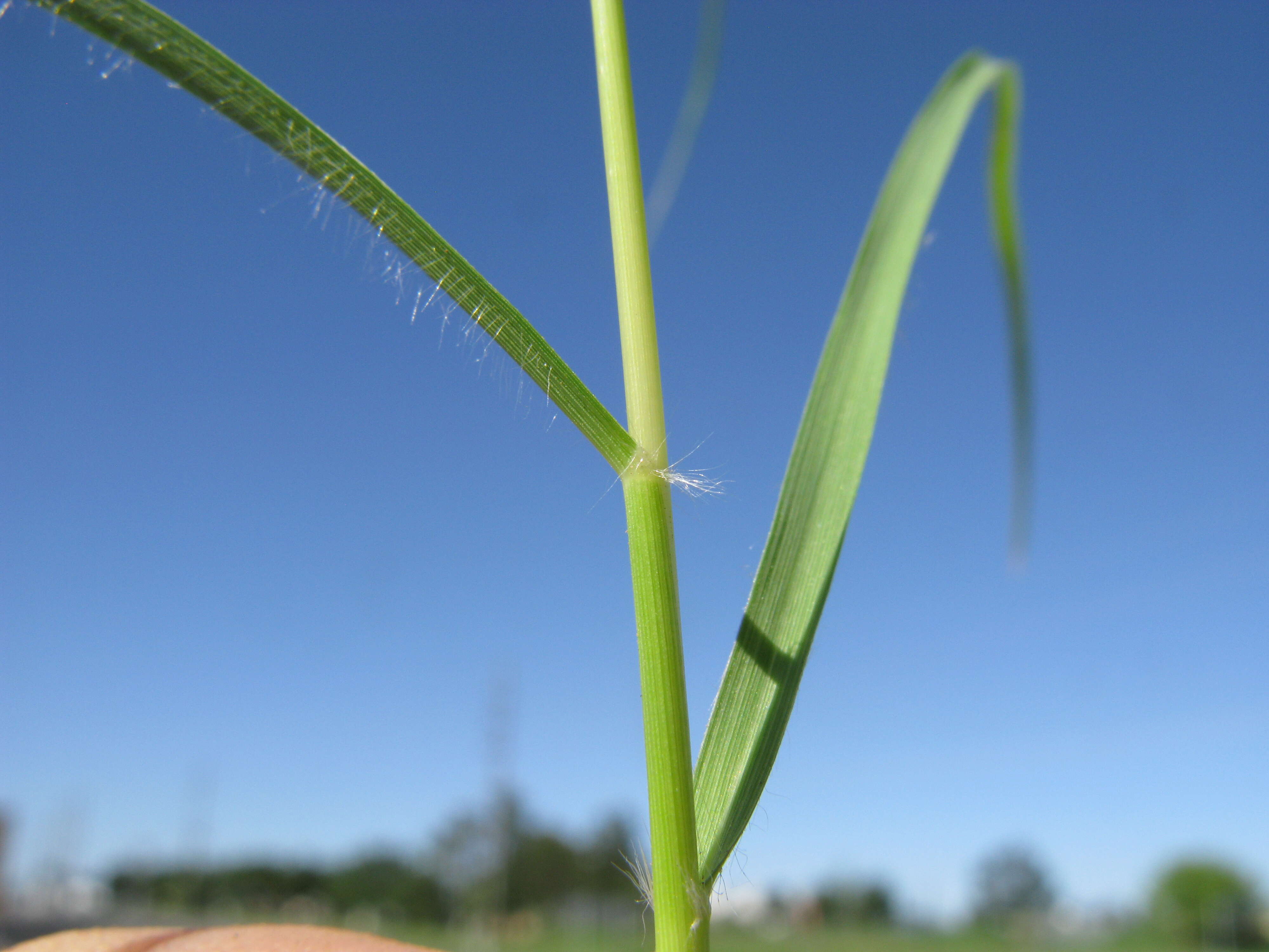 Sivun Eragrostis alveiformis Lazarides kuva