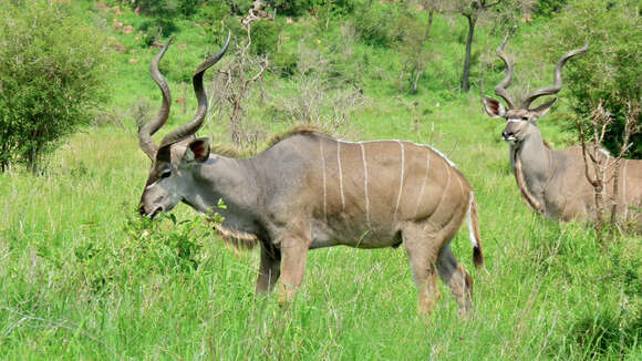 Image of Spiral-horned Antelope