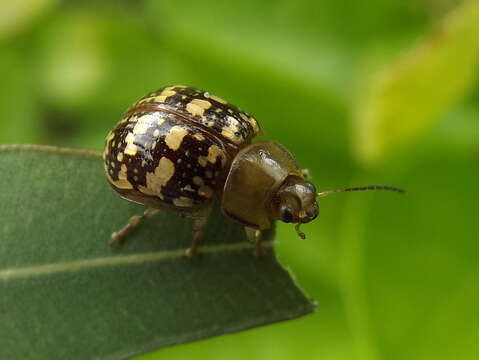 Image of <i>Procrisina pictipennis</i>