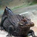 Image of Cuvier's Smooth-fronted Caiman