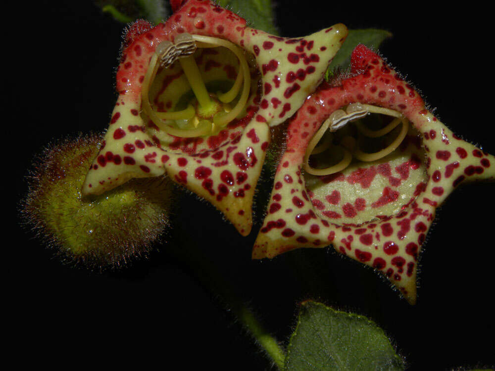 Sivun Kohleria allenii Standl. & L. O. Williams kuva