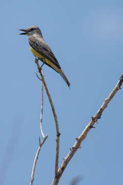 Image of Kingbird