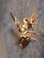 Image of Syrphidae