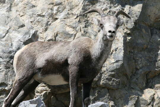 Image of Stone sheep