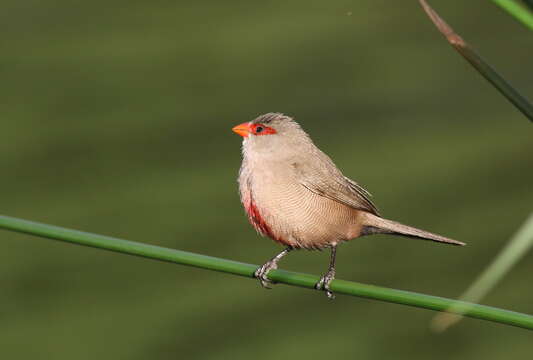 Image of Common Waxbill