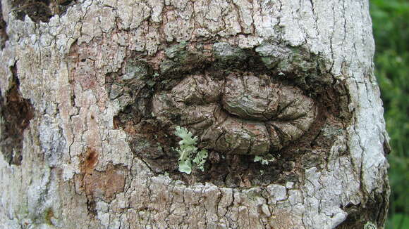 Image of cashew