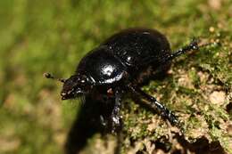 Image of Anoplotrupes