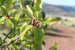 Image of buckthorn