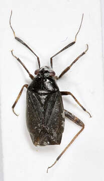 Image of Capsus ater (Linnaeus 1758)