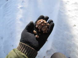 Image of singleleaf pinyon