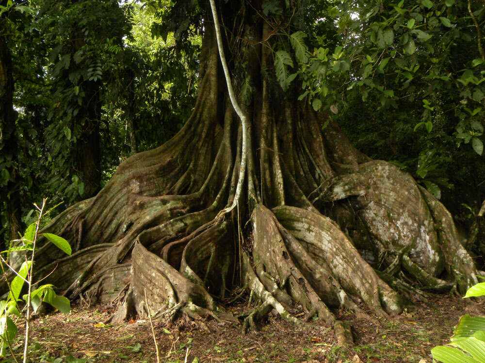 Image of wild banyantree