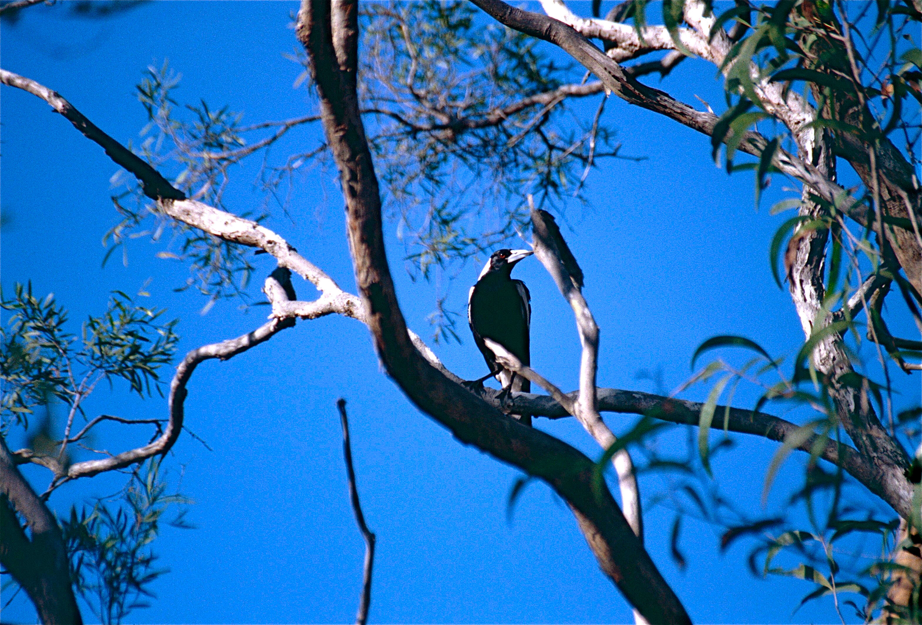 Image of Gymnorhina Gray & GR 1840