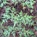 Lygodium japonicum (Thunb.) Sw. resmi