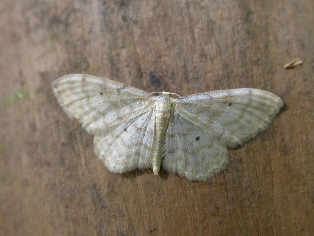 Image of Idaea