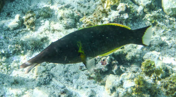 Image of Bird wrasse