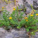 Image of Hypericum nummularium L.