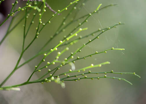 Image of whisk fern