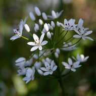 Image of white garlic