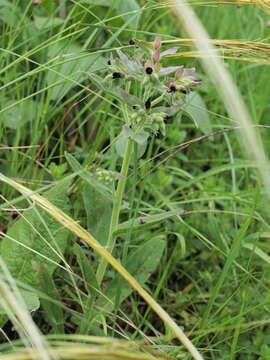 Image of Nonea pulla (L.) DC.