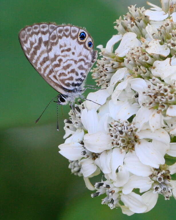 Image of Cassius Blue