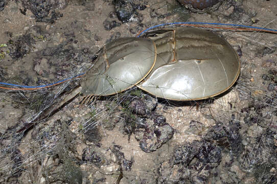 Image of Horseshoe Crab