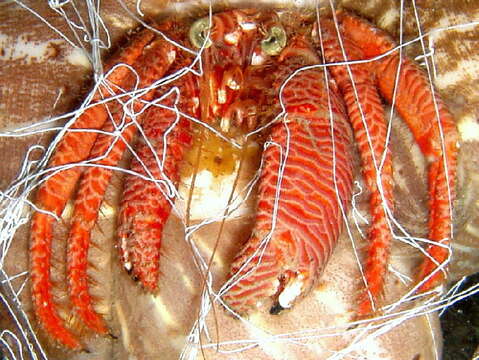 Image of Sand hermit crab