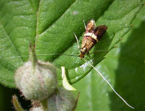 Image of Small Barred Long-horn