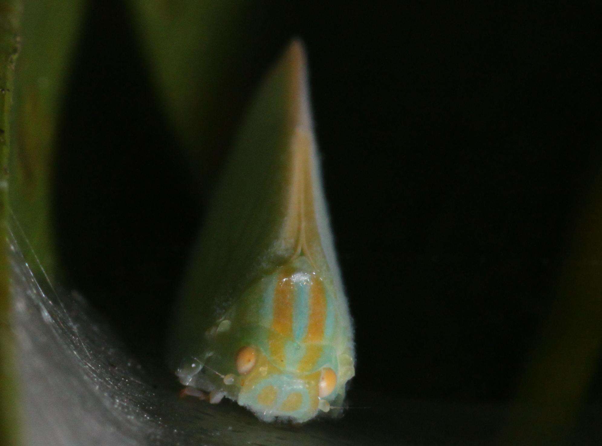 Image of Palm Flatid Planthopper