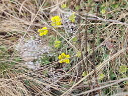 Sivun Alyssum montanum subsp. montanum kuva