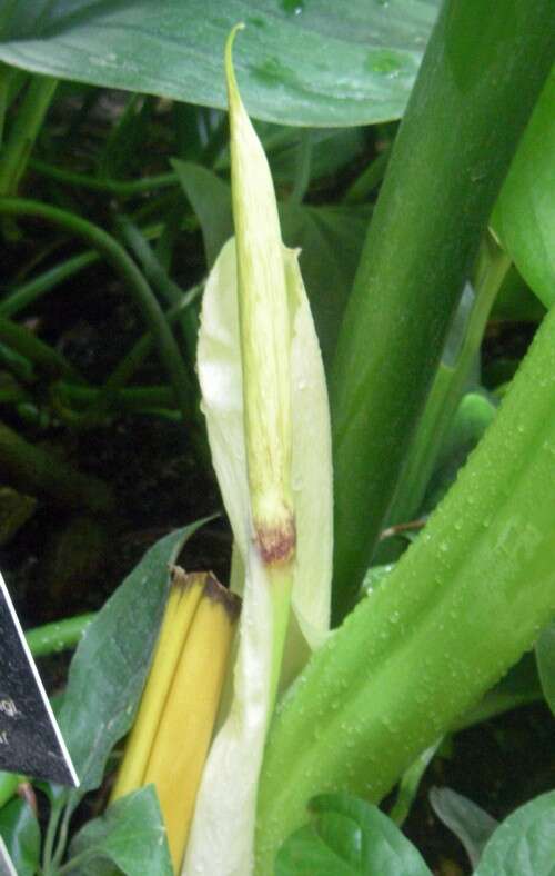 Image of Sand forest arum